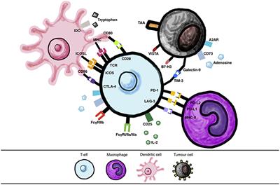 Combining Immune Checkpoint Inhibitors: Established and Emerging Targets and Strategies to Improve Outcomes in Melanoma